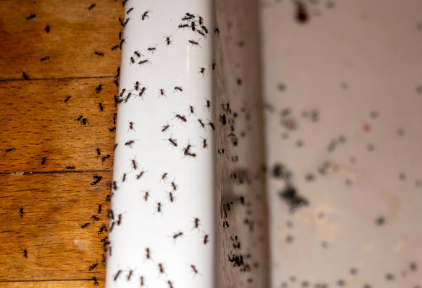 Best Affordable Pest Control Services  in Palmetto Bay, FL