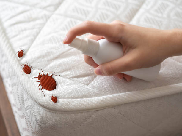 Best Spider Control Near Me  in Palmetto Bay, FL