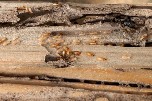 Best Ant Control Services  in Palmetto Bay, FL